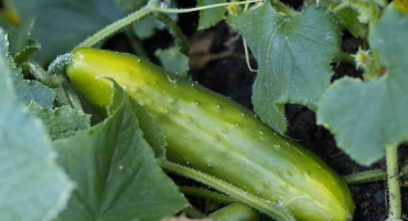 Okurky jsou hořké - salát je zkažený