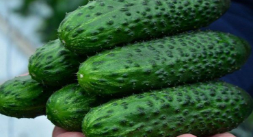 Okurky odvahy jsou lídry mezi prodejem