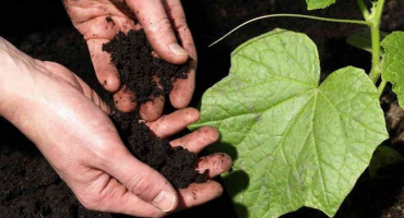 Okurky na zahradě budou v pořádku | nový způsob pěstování okurek