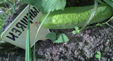 Elegantní okurka - oblíbená zahradníků