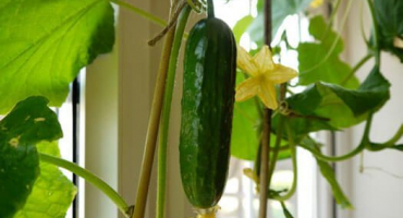 Sklizeň okurky z parapetu v zimě