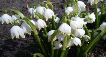 Popis 10 nejlepších odrůd letních bílých květů, výsadba a péče