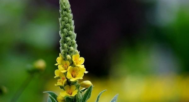 Popis 10 nejlepších odrůd verbascum trvalky, rostoucí ze semen