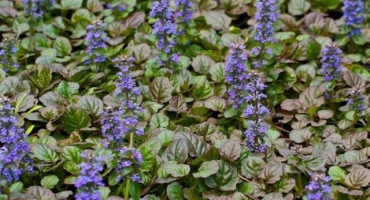 Popis 23 nejlepších odrůd houževnatých, výsadbových a pečovatelských funkcí