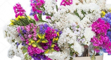 Popis 24 odrůd a typů statice (kermek), výsadba a péče na volném poli