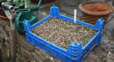 Popis 25 druhů a odrůd čemeřice, výsadba a péče na volném poli