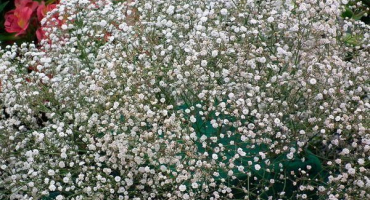 Popis 26 odrůd a typů vytrvalých gypsophila, pravidla výsadby a péče