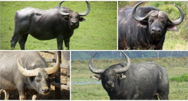 Popis 3 plemen afrických krav, péče a chov dobytka