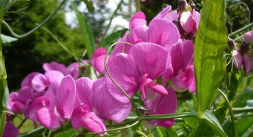 Popis 30 odrůd a druhů hrachu, sázení a pěstování ze semen