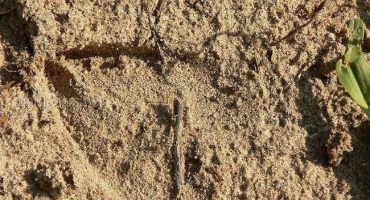 Popis 7 typů půd a která z nich je pro rostliny nejúrodnější