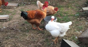 Popis 8 nejlepších plemen barevných brojlerů, pravidla údržby a výživy