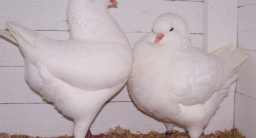 Popis 9 nejlepších plemen masných holubů, metod chovu a chovu