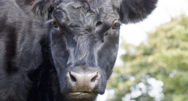 Popis plemene krav aberdeen angus