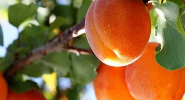 Popis odrůdy solární meruňky, výnosové charakteristiky a pěstitelské vlastnosti