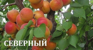 Popis odrůdy meruňky triumf severní a historie výběru, výsadby a péče