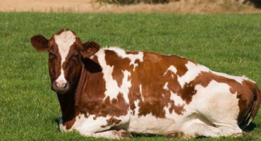 Popis plemene krav ayrshire