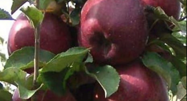 Popis šarlatové odrůdy jablek kuban karmínová a vlastnosti, výhody a nevýhody
