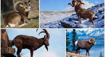 Popis altajských horských ovcí a podrobné informace o druhu, chovu