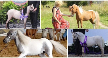 Popis amerického miniaturního koně a obsah trpasličího plemene