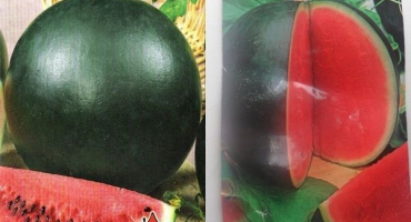 Popis melounu světlé odrůdy, jeho pěstování na otevřeném poli a ve skleníku, termíny zrání