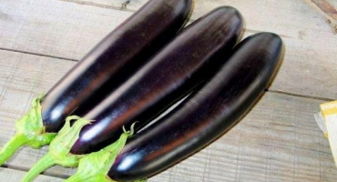 Popis dlouhého fialového lilku, jeho vlastnosti, klady a zápory