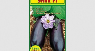 Popis lilku epos. Výsadba a pěstování hybridu