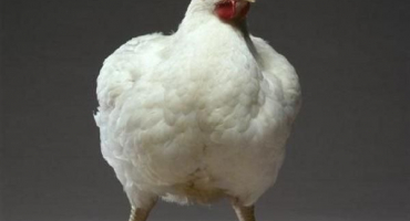 Popis chorob brojlerů a jejich příčin, symptomů a metod léčby