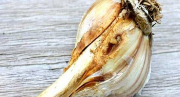 Popis chorob a škůdců česneku, kontrolní opatření, ošetření a zpracování