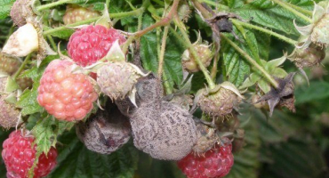 Popis chorob a škůdců maliníku