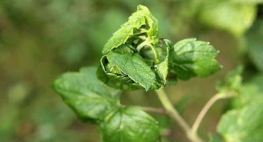 Popis chorob a škůdců rybízu, ošetření a hubení