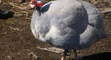 Popis brojlerových perliček: vlastnosti vzhledu a pravidla údržby