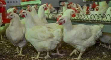 Popis brojlerů plemene arbor aikres a pravidla údržby