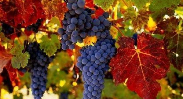 Popis černých a bílých odrůd amur, výsadba a péče, reprodukce