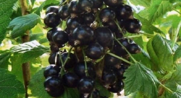 Popis odrůd černého rybízu běloruské sladké, výsadba a péče