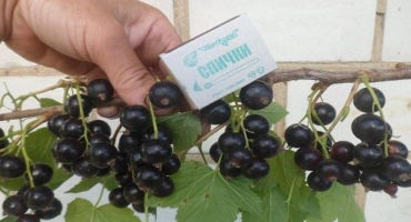 Popis odrůd černého rybízu sevchanka a vlastnosti, výsadba a péče