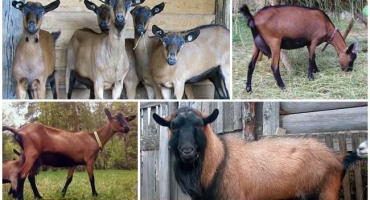 Popis českého plemene koz a pravidla chovu, kolik zvířata stojí