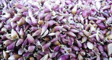 Popis odrůdy česneku sofievsky, její výnos a pěstování