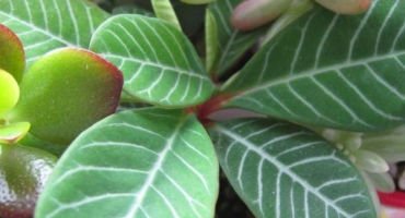 Popis květu euphorbia, výsadba a péče doma