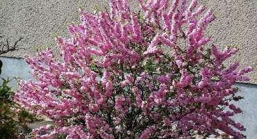 Popis okrasných žláznatých třešní a pravidla výsadby a péče, rozmnožování