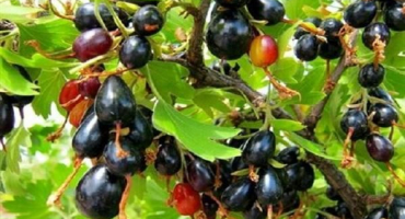 Popis divokého rybízu (reese), kde roste, pěstování a péče