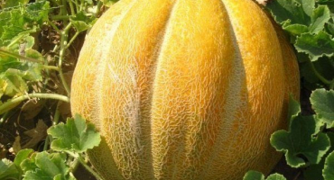 Popis etiopského melounu: jemnost výsadby a pěstování