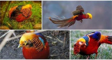 Popis bažantů a jak pták vypadá, známé druhy a plemena