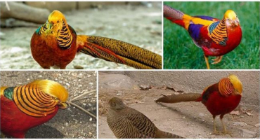 Pravidla pro chov a držení bažantů doma pro začátečníky