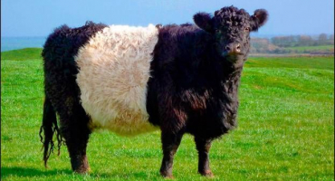 Popis plemene krav galloway