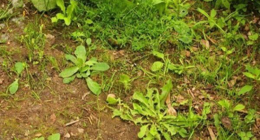 Popis herbicidů na ošetření cibule a návod k použití proti plevelům