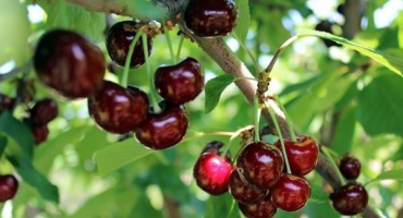 Popis hybridu zázračné třešně a jejích opylovačů, výsadby a funkcí péče