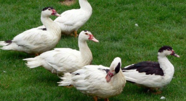 Popis křížence masového směru - kachny mularda