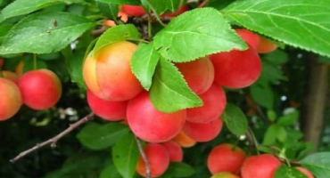 Popis hybridu švestky a třešně omskaya nochka, historie a rysy pěstování