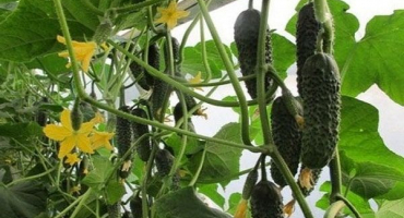 Popis holandského ředitele odrůdy okurky a jejího pěstování