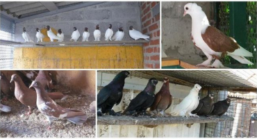 Popis holubů krasnodarského území, vlastnosti a chov plemene